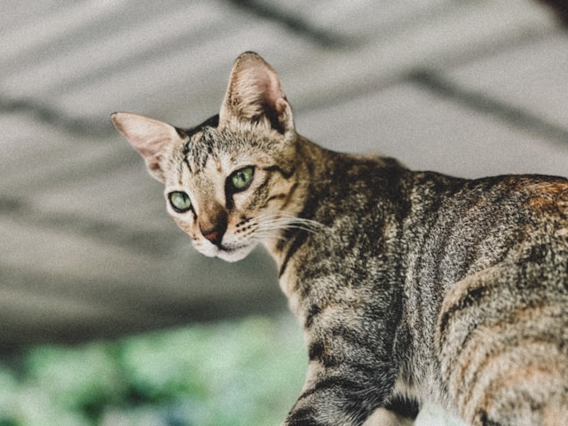 reuben the cat